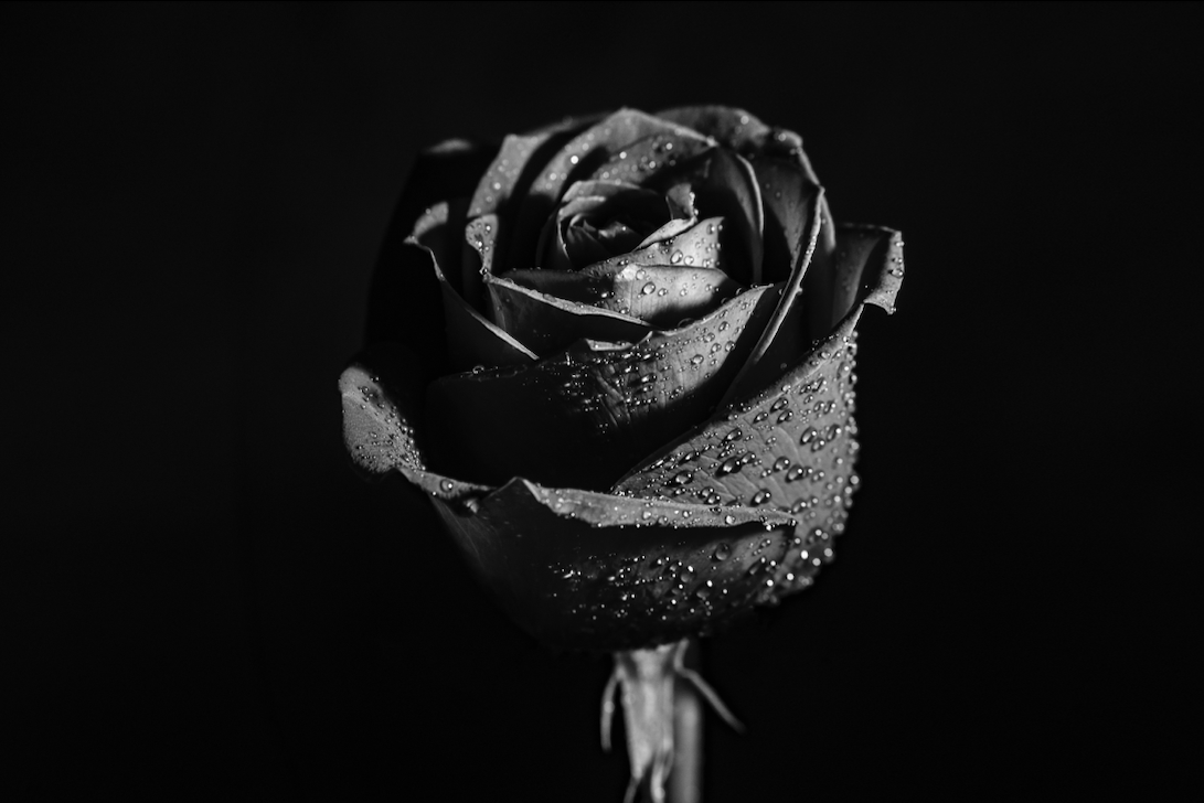 Eine schwarze Rose - Symbol für die düstere Eleganz des Wave Gotik Treffens 2023 in Leipzig. Tauche ein in eine Welt voller Kreativität, Musik und beeindruckender Kostüme. Erlebe die einzigartige Atmosphäre des Festivals und entdecke die Vielfalt der Gothic-Kultur. #WaveGotikTreffen #Leipzig #GothicCulture #FestivalVibes